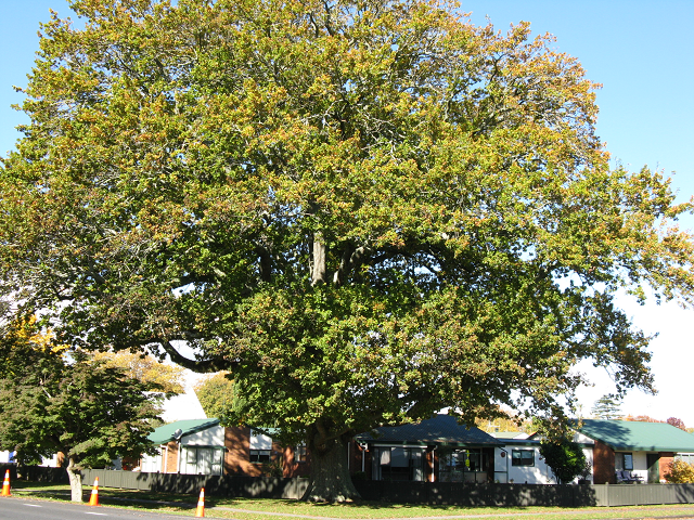 English oak- Cambridge Tree Trust